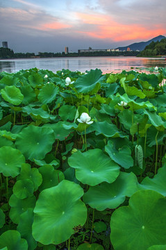 南京玄武湖夕阳晚霞荷花