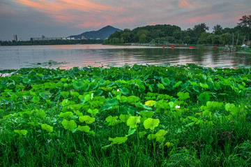 荷花塘夕阳