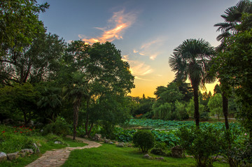 夕阳晚霞树林草坪