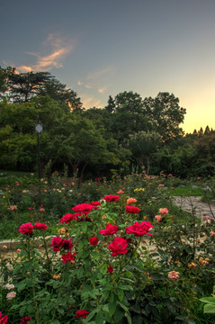 夕阳晚霞玫瑰花海