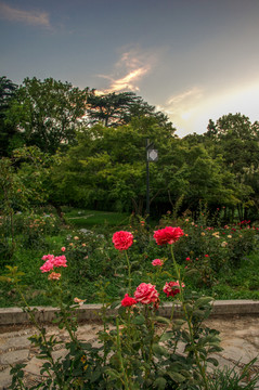 夕阳晚霞玫瑰园