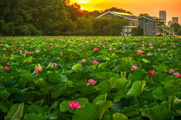 夕阳晚霞荷花塘