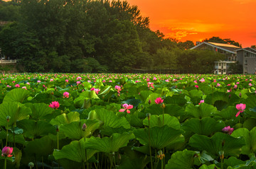 夕阳荷塘