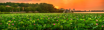 夕阳晚霞荷花塘