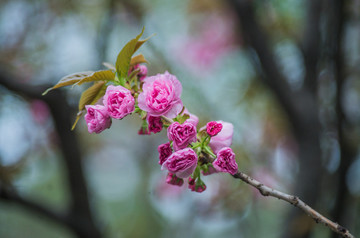 樱花