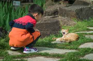 男孩与猫