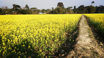 田野油菜花小道