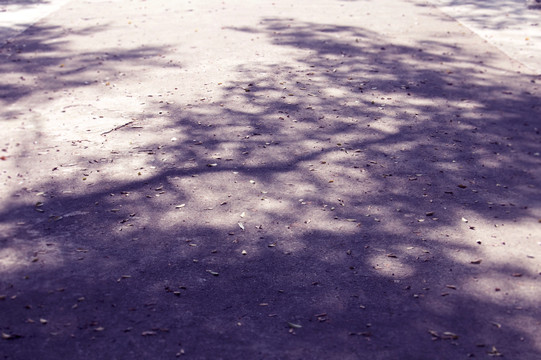 斑驳树影大学校园绿道
