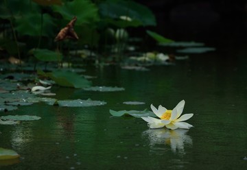 池塘荷花