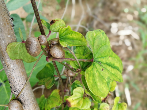 山药豆