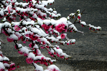 寒梅傲雪