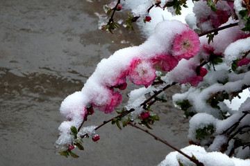 寒梅傲雪