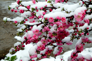 寒梅傲雪