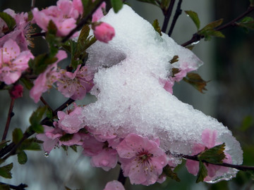 寒梅傲雪