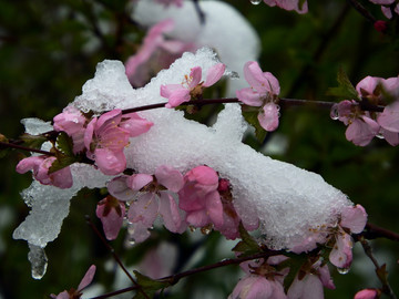 寒梅傲雪