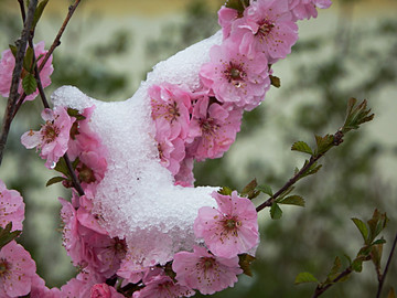 寒梅傲雪