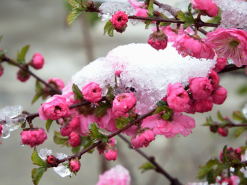 寒梅傲雪