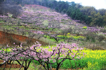 山坡桃林春色