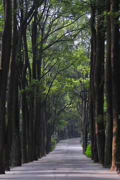 森林小路