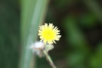 花 鲜花