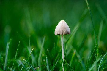 QIN01276蘑菇
