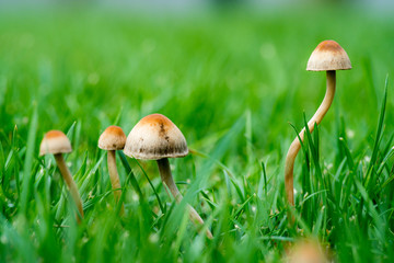 QIN01324蘑菇