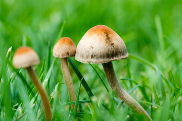 QIN01329蘑菇