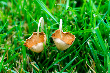 QIN01332蘑菇