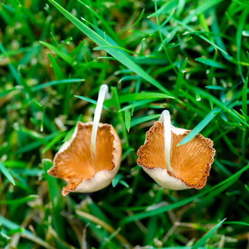 QIN01335蘑菇
