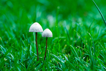 QIN01338蘑菇