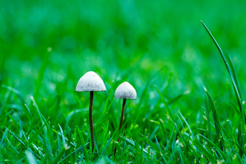 QIN01340蘑菇