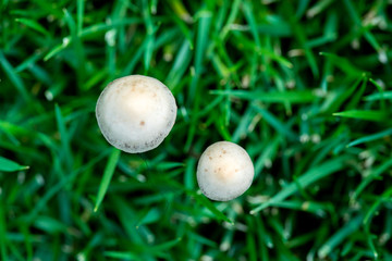 QIN01342蘑菇