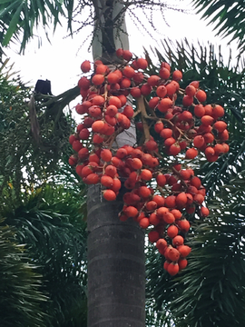 棕榈果