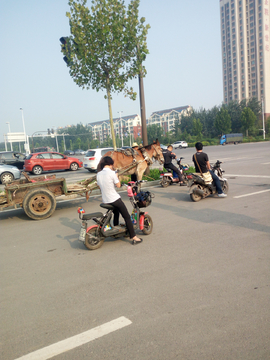 公路上的骡子车