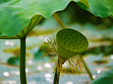 荷花 莲蓬