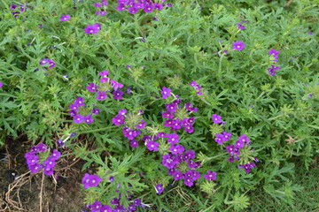 紫色花草图片 小花图片