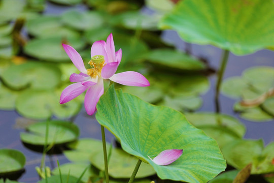 荷花