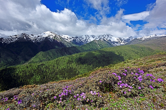 高山