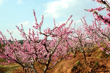 桃花 桃树 桃林