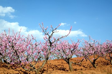 桃花 桃树 桃林