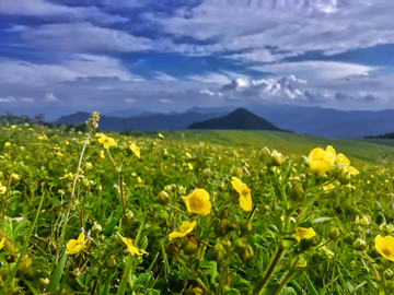 草原野花