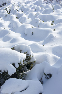 白雪