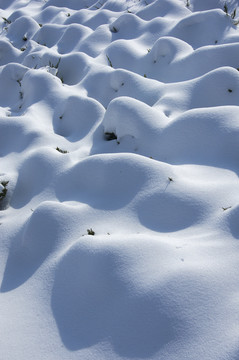 白雪