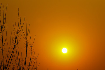 树枝剪影夕阳