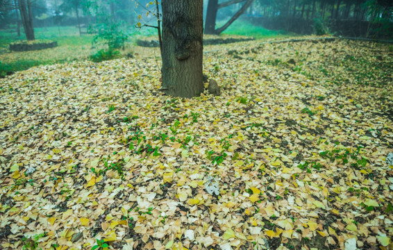 秋天 落叶