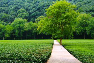 龙井茶园美景