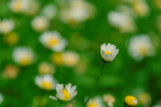 白雏菊