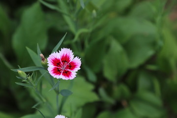 红白渐变的石竹花花朵