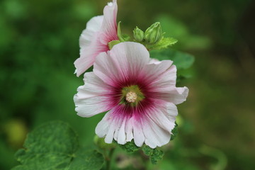 白色喇叭芙蓉花