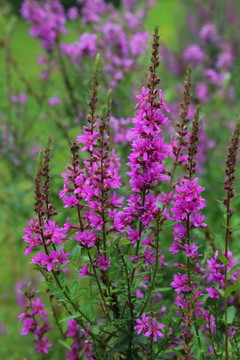 紫色红蓼花